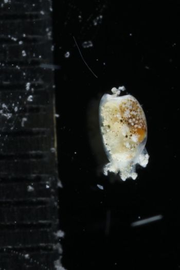 Media type: image;   Malacology 393732 Description: live specimen;